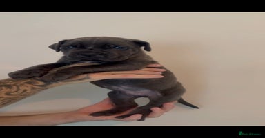 Mixed Breed dogs - Advert 4