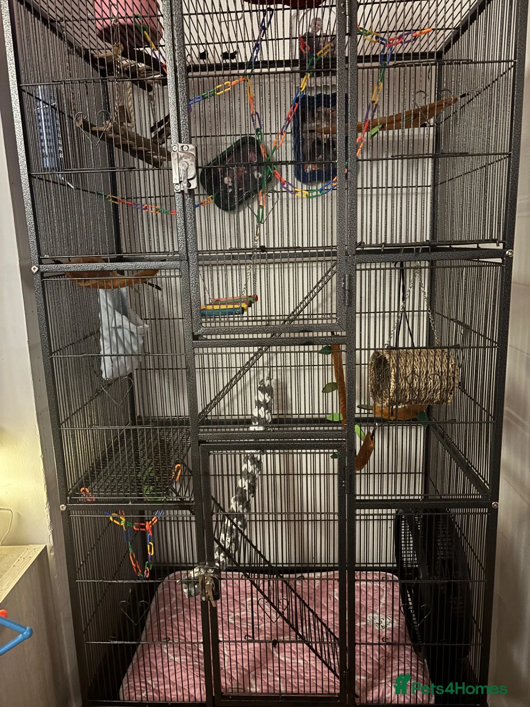 Sugar Glider rodents for sale: 2 male sugar gliders (brothers) in Burnham-on-Crouch - Advert 2