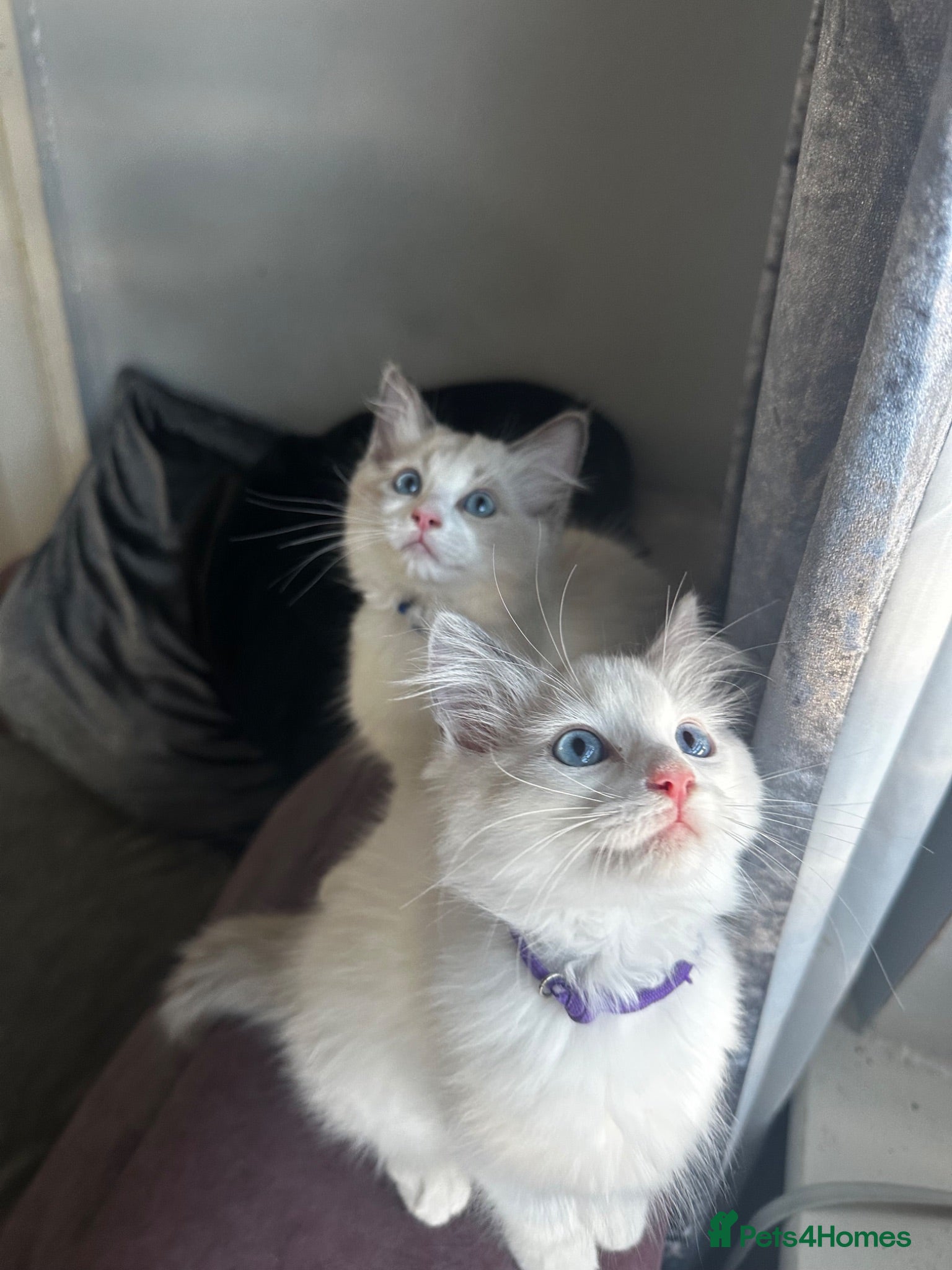 Ragdoll cats Ragdoll kittens 2 beautiful girls ready …… - Advert 3