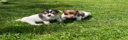Jack Russell dogs for sale: Small Jack Russell pup available  - Advert 10