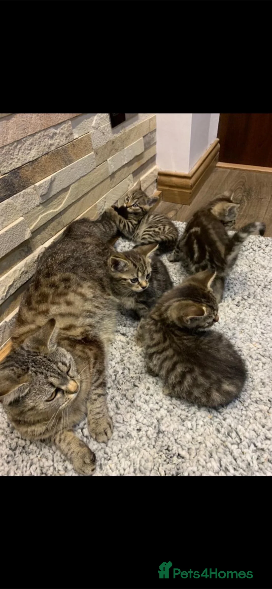 Mixed Breed cats for sale: Tabby kittens  - Advert 2