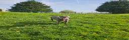 Mixed Breed dogs for sale: 3 year old Cane Corso mix  - Advert 3