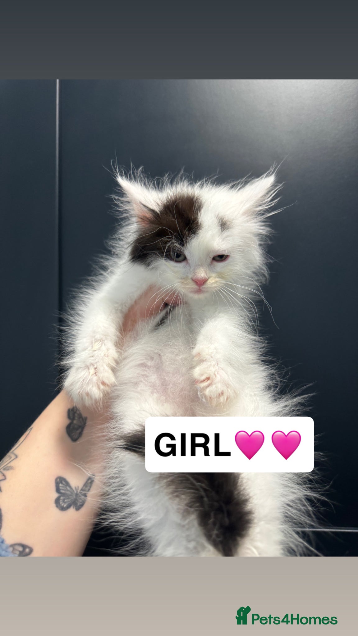 Mixed Breed cats for sale: 3 lovely kittens ready for a new home  - Advert 3
