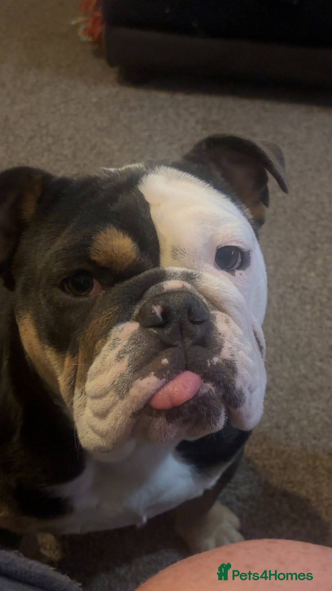 English Bulldog dogs for sale: rehoming our 1 year old bulldog - Advert 4