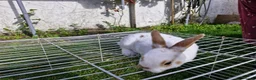 Mixed Breed rabbits for sale: bunnies in Plymouth - Advert 27