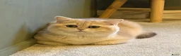British Shorthair cats for stud: Exquisite blue golden import stud - Advert 11