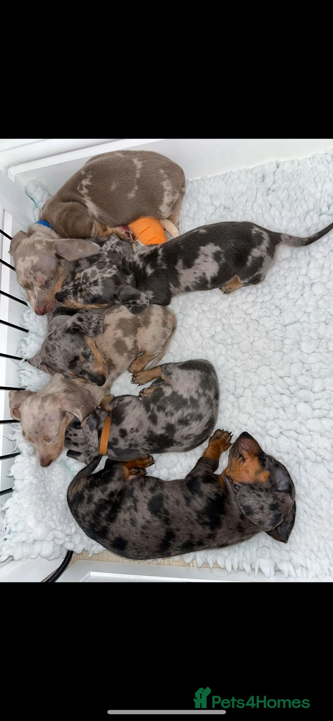 Miniature Dachshund dogs for stud: For stud my boy Dinky  in Alfreton - Advert 22