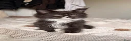 Maine Coon cats for sale: MAINE COON KITTENS. Some polydactyl.  - Advert 8