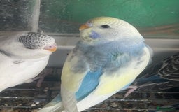 Budgerigars birds for sale: 6 baby budgies for sale  - Image 11