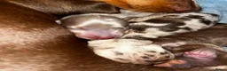 Dachshund dogs for sale: grey & white boy. Chocolate brown girl in Liverpool - Advert 15