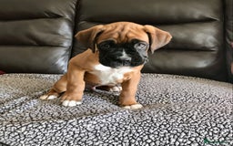 Boxer dogs for sale: KC Reg Boxer Bobtail Boys READY NOW!!!! - Image 2