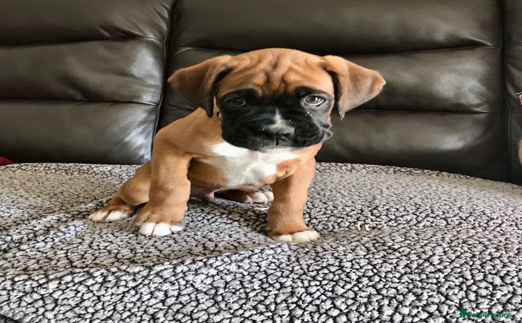 Boxer dogs - Advert 1