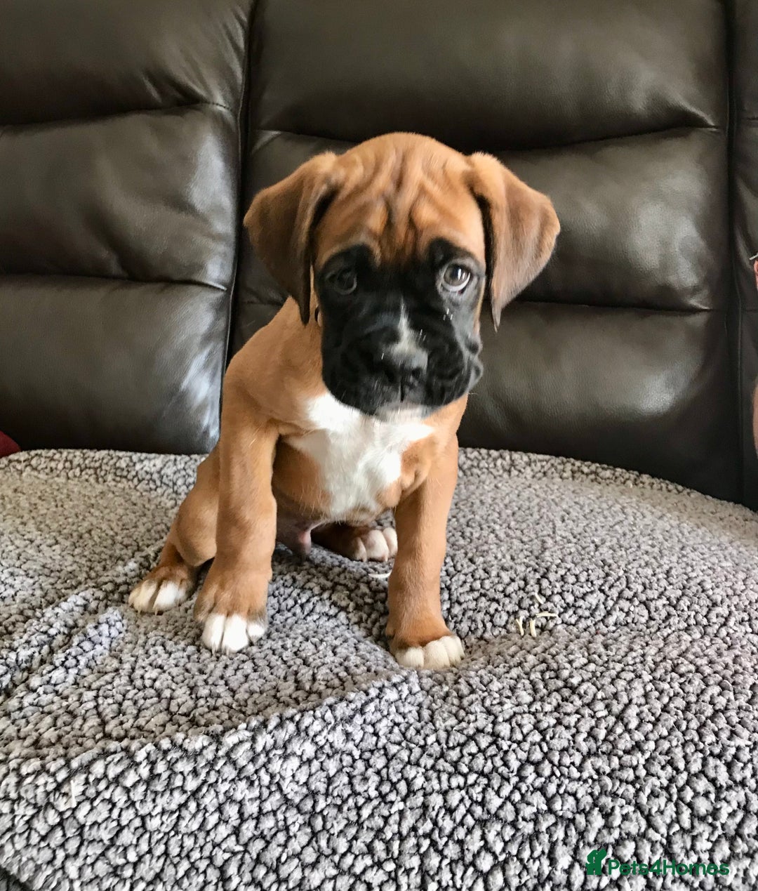 Boxer dogs for sale: KC Reg Boxer Bobtail Boys READY NOW!!!! - Image 2