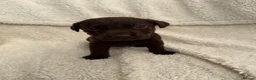 Labrador Retriever dogs for sale: Chocolate Labrador Puppies - Advert 9