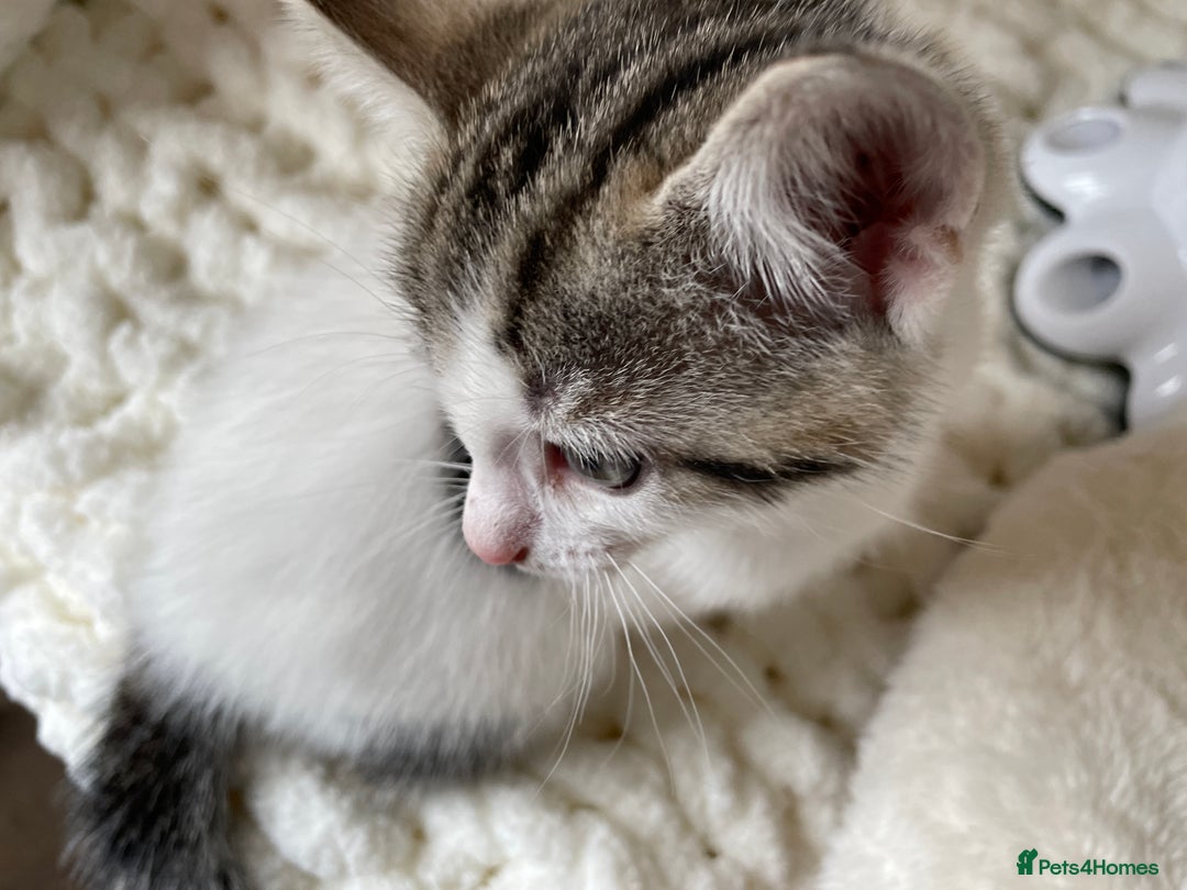 British Shorthair cats for sale: Beautiful Fluffy Kitten.  - Image 5