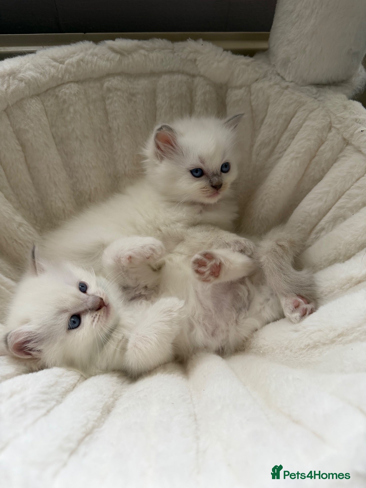 Ragdoll cats 2 Female Ragdoll Kittens available  - Advert 1