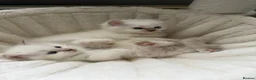 Ragdoll cats for sale: 2 Female Ragdoll Kittens available  - Advert 1