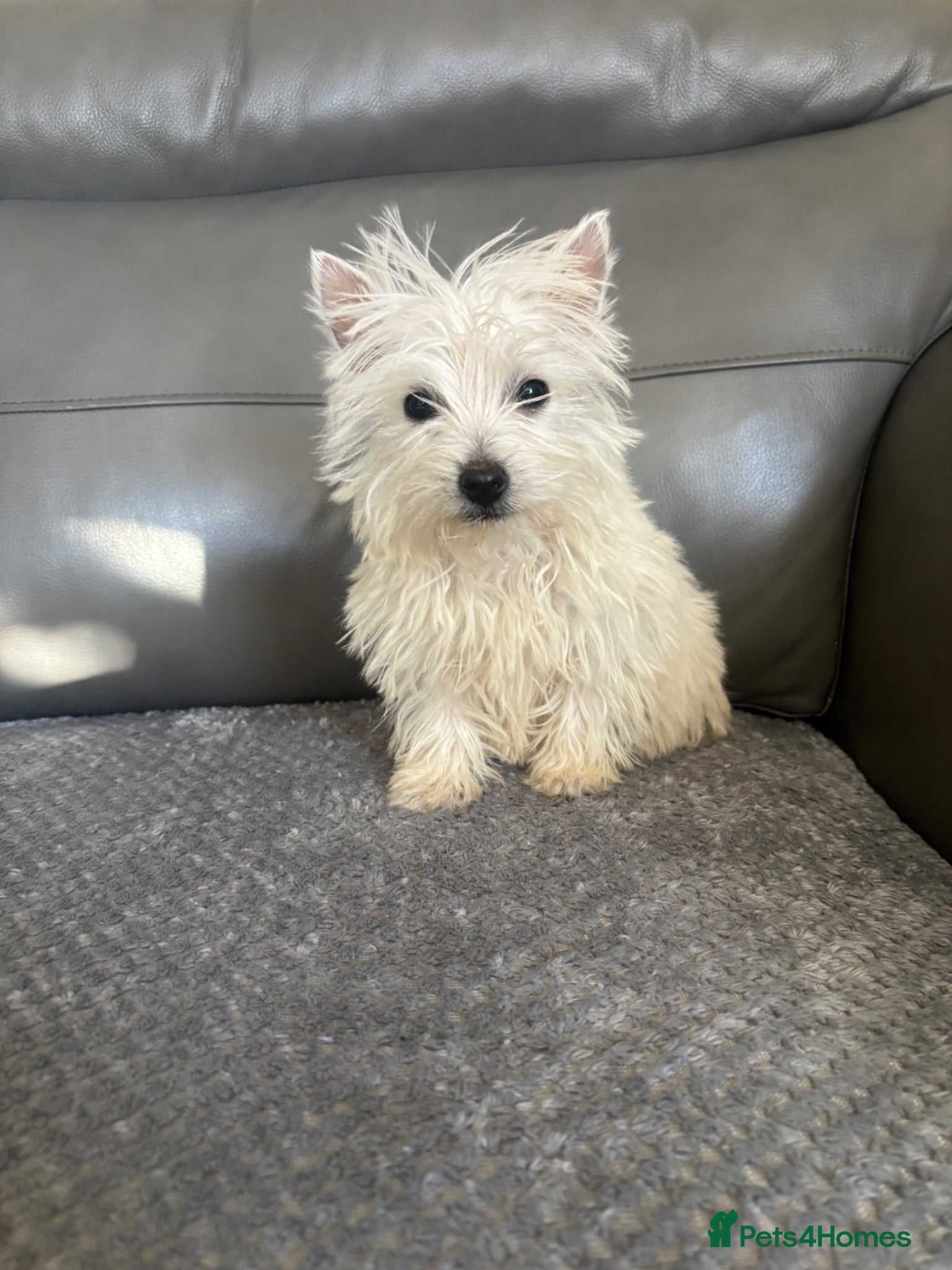 West Highland Terrier dogs Beautiful West Highland Puppy Girl  - Advert 3