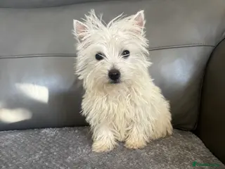 West Highland Terrier dogs Beautiful West Highland Puppy Girl - Advert 3