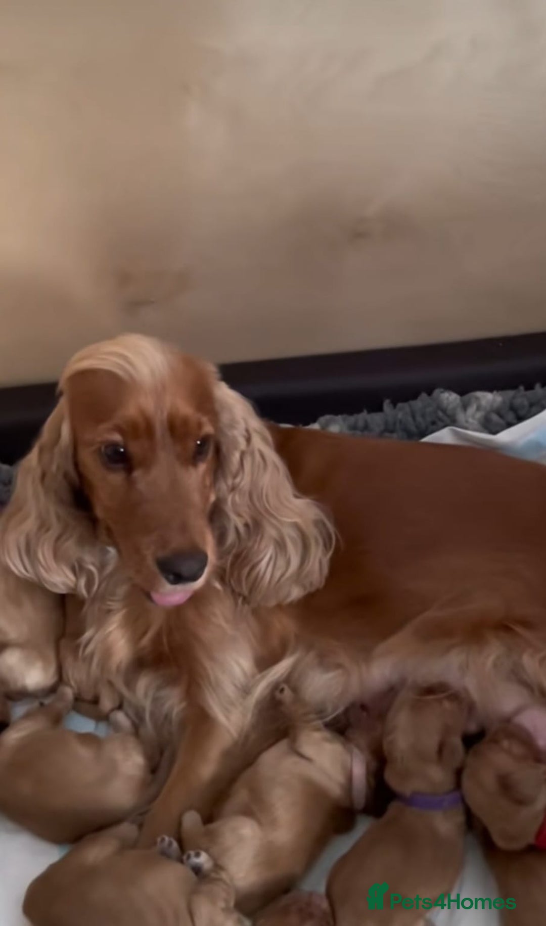 Cocker Spaniel dogs for sale: STUNNING HEALTH CHECKED DNA TESTED  - Advert 4