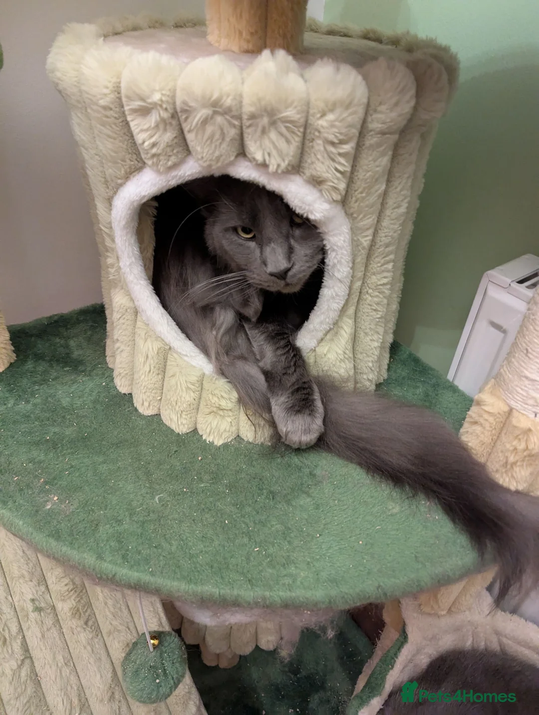 Maine Coon cats for sale: Blue male Maine coon in Blaenau Ffestiniog - Advert 4