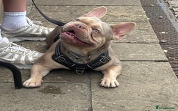 French Bulldog dogs for stud: Isabella stud  - Image 3
