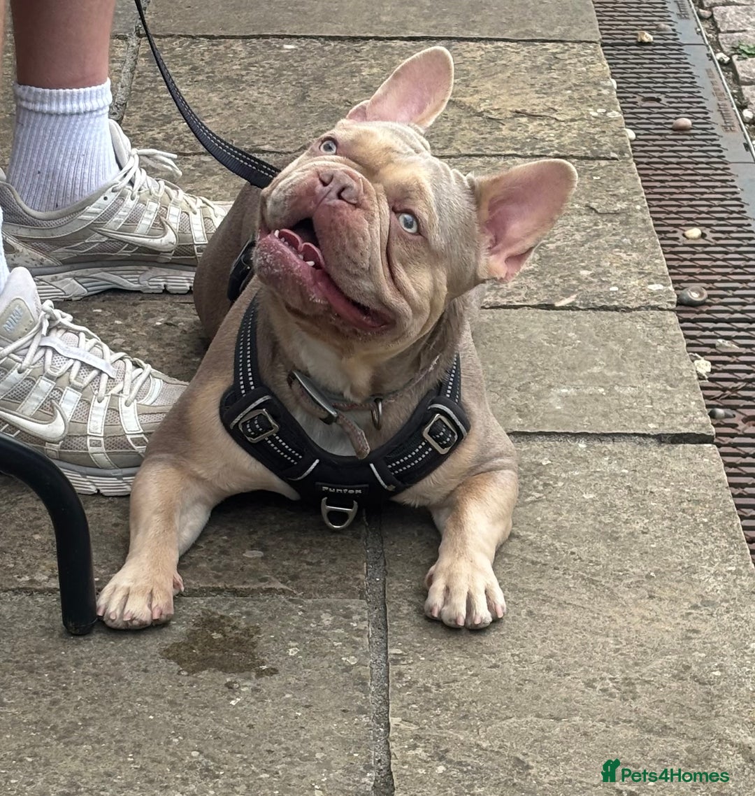 French Bulldog dogs for stud: Isabella stud  - Image 3