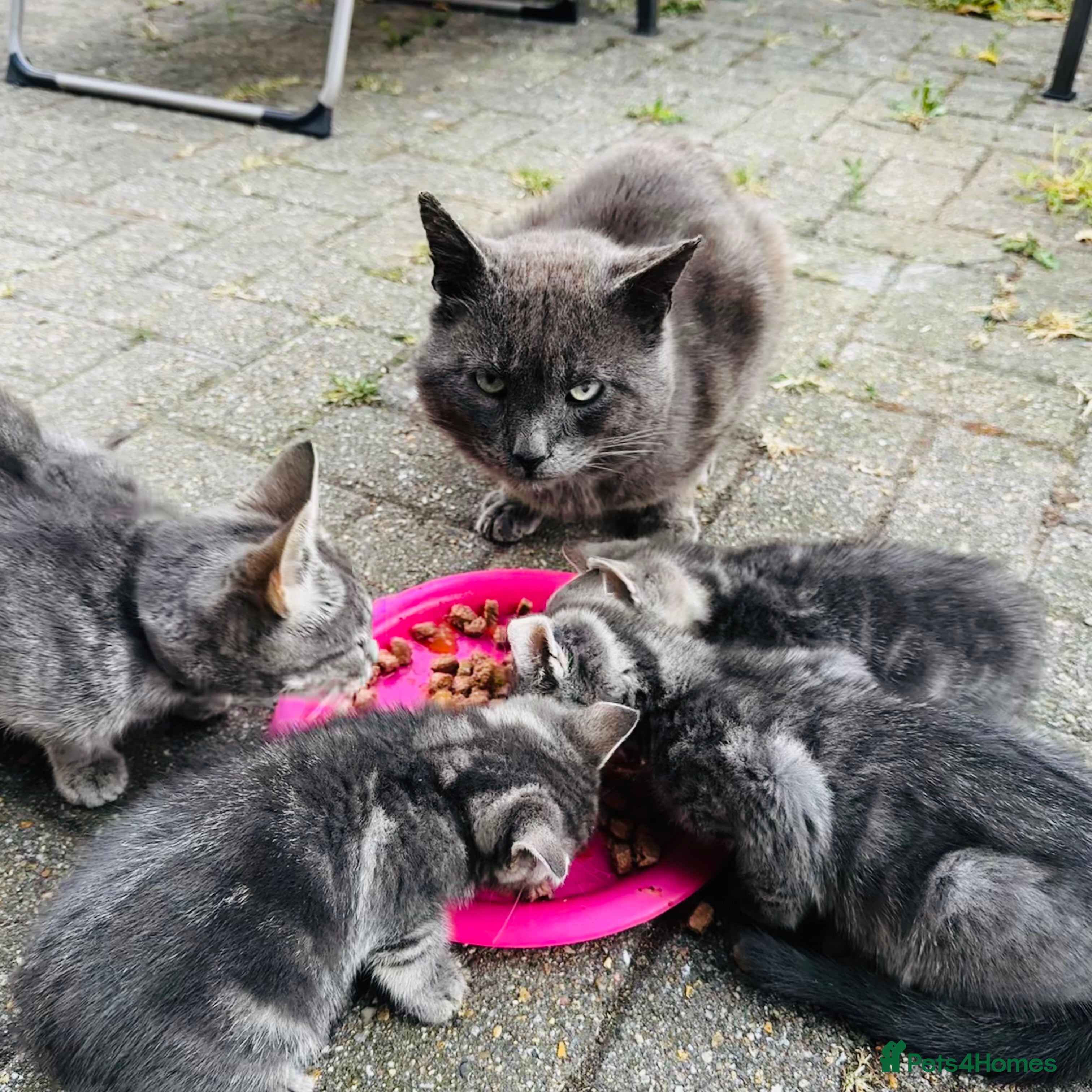 Mixed Breed cats for sale: Lovely kittens  in Hounslow - Advert 2