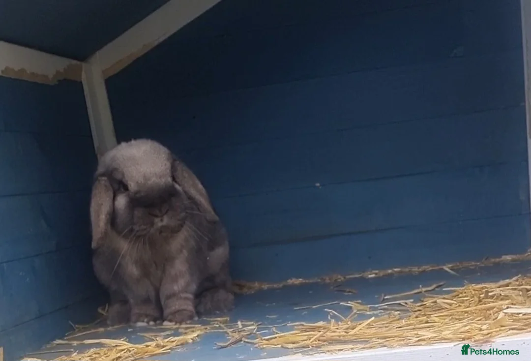 Mixed Breed rabbits for sale: Bonded adult Rabbits  - Advert 6