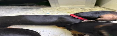 Red collar 