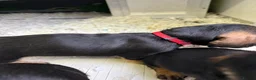 Dachshund dogs for sale: Wired Hair Dachshund Teckle Puppies - Advert 25