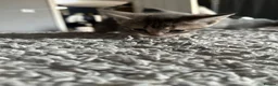 Mixed Breed cats for sale: 4 adorable kittens for sale  - Advert 10