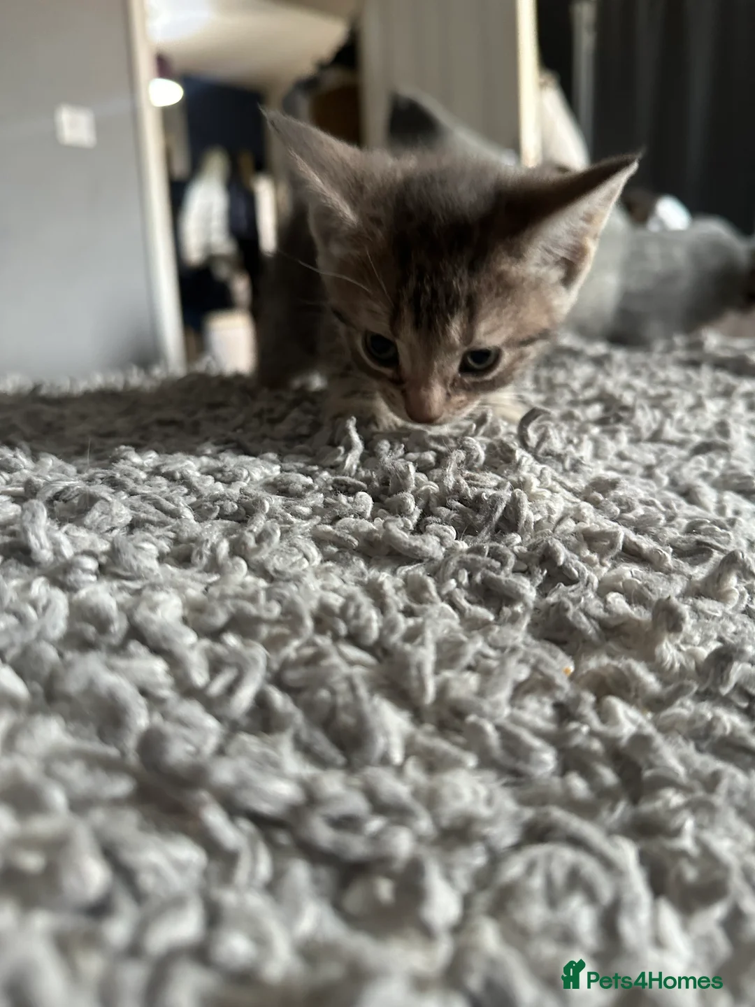 Mixed Breed cats for sale: 4 adorable kittens for sale  - Advert 10