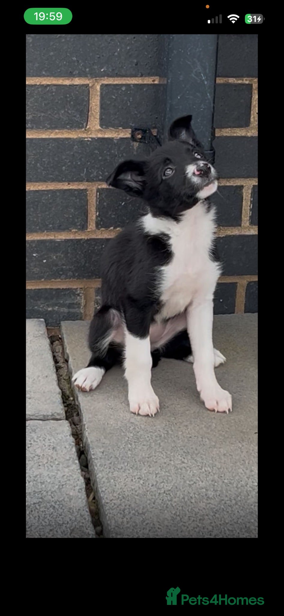 Border Collie dogs Gorgeous litter of border collie puppies  - Advert 18