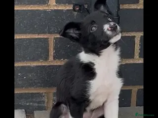 Border Collie dogs Gorgeous litter of border collie puppies - Advert 18