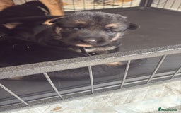 German Shepherd dogs for sale: German shepherd puppies  - Image 4