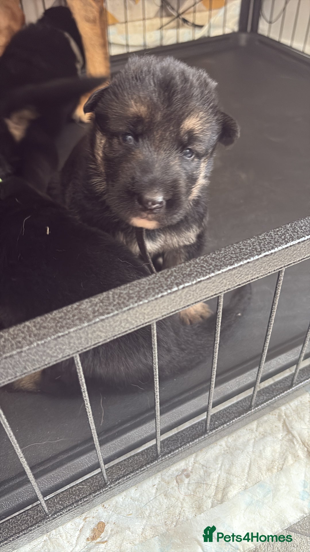 German Shepherd dogs for sale: German shepherd puppies  - Image 4