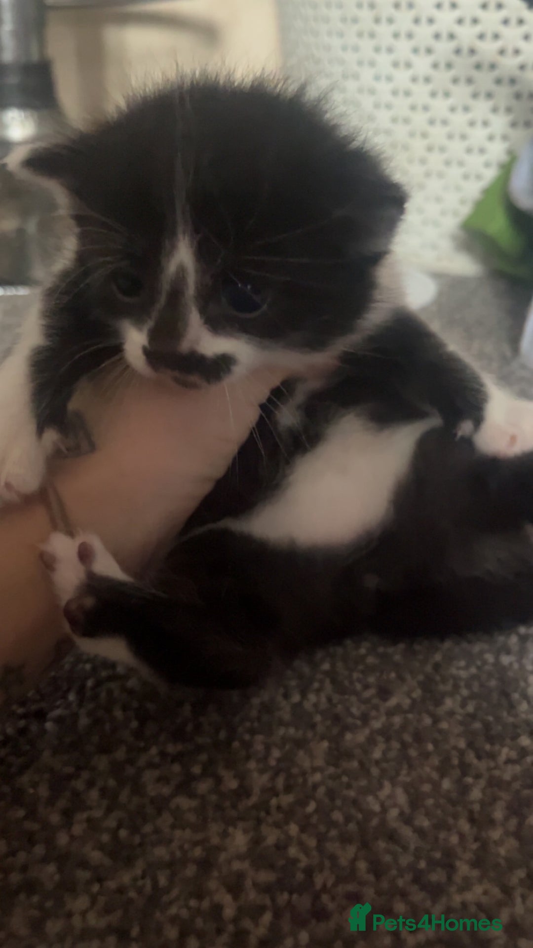 Domestic Shorthair cats for sale: Female kitten  - Advert 4