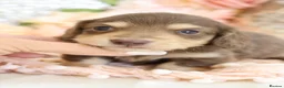 Miniature Dachshund dogs for sale: KC Longhair Miniature Dachshund Puppies in Wisbech - Advert 24