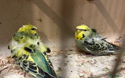 Budgerigars birds for sale: Black Wings and Hagoromo Budgies for Sale - Image 9