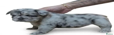tri merle girl 