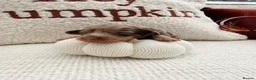 Miniature Dachshund dogs for sale: Long hair miniature daschund puppies for sale in Peterlee - Advert 11