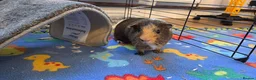 Guinea Pig rodents for sale: 2x Guinea pigs  - Advert 4