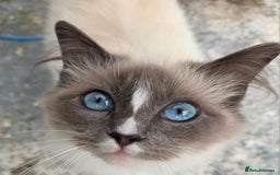 Ragdoll cats for sale: Beautiful Blue Blaze Ragdoll Female - Image 3