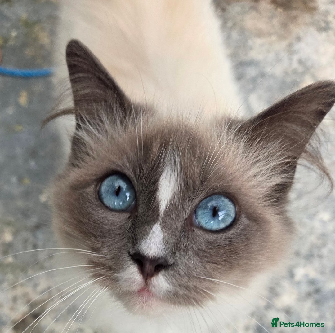 Ragdoll cats for sale: Beautiful Blue Blaze Ragdoll Female - Image 3