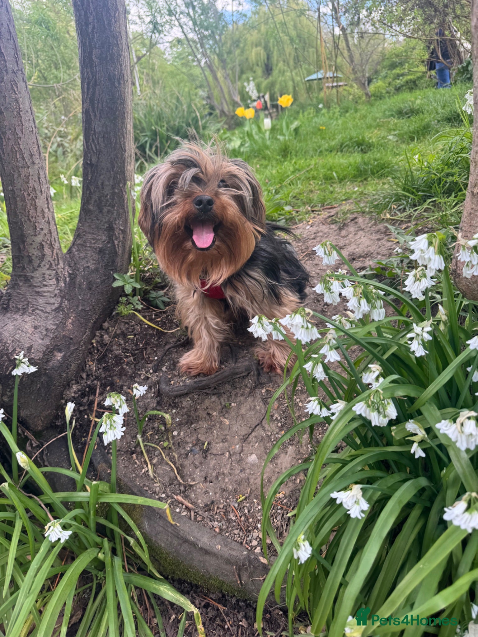 Yorkshire Terrier dogs Full size Yorkshire Terrier for Stud  - Advert 4
