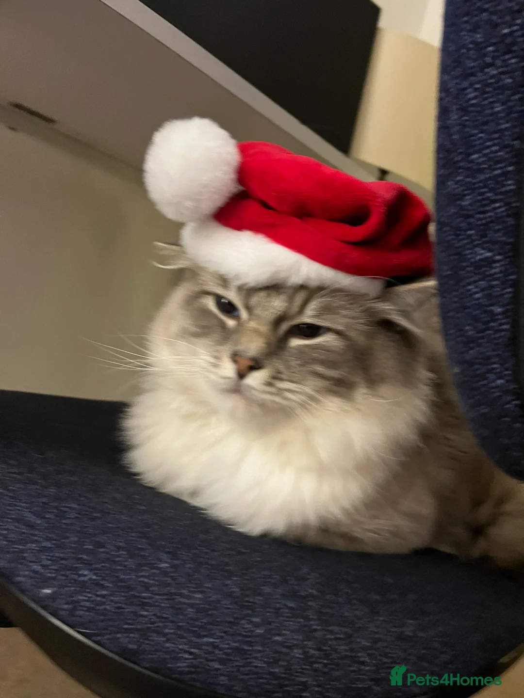 Ragdoll cats for stud: Simba blue mittedlynx ragdoll  - Advert 4