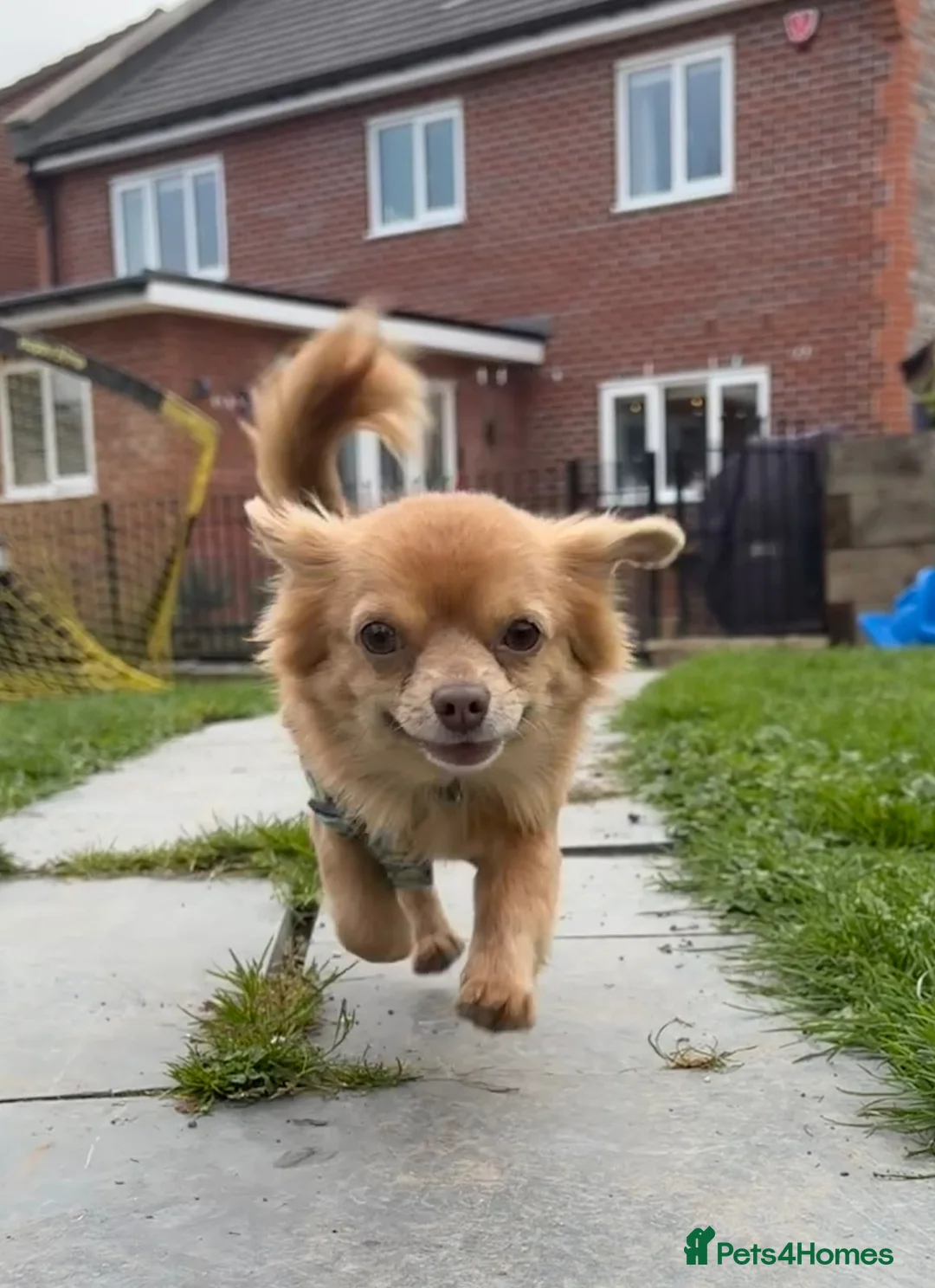 Chihuahua dogs for sale: Gino 3 year old chihuahua boy - Advert 2