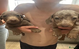Miniature Dachshund dogs for sale: Miniature dachshunds  - Image 3