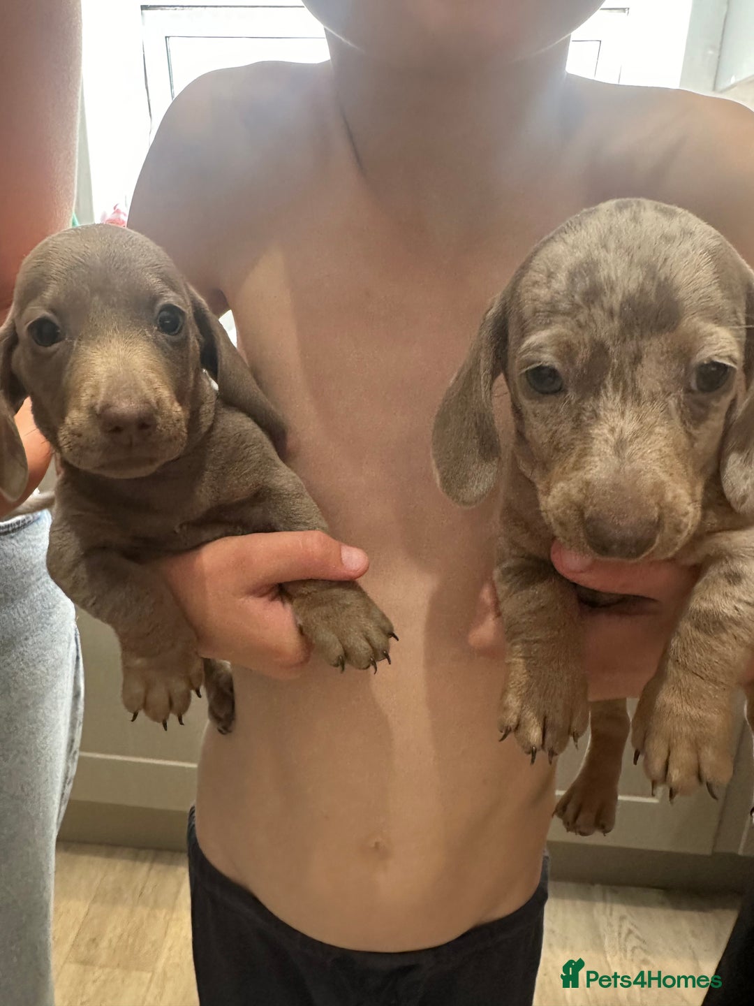 Miniature Dachshund dogs for sale: Miniature dachshunds  - Image 3